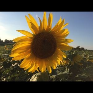 Meet your Posher, Seneca